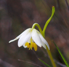 Fritillaria liliacea