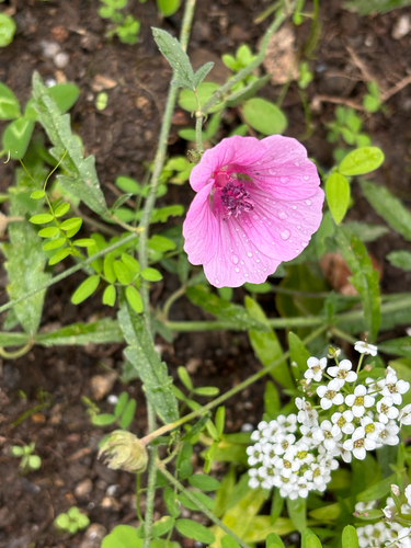 Althaea cannabina, photograph 1