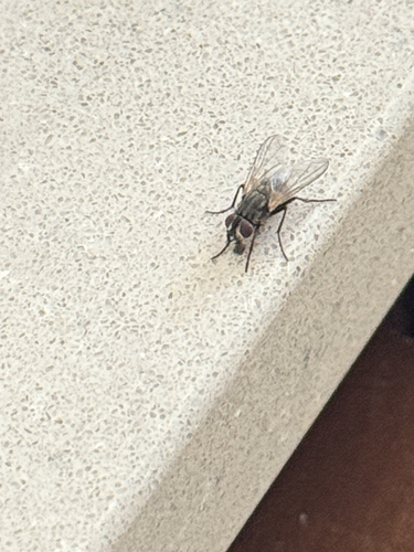 Common House Fly