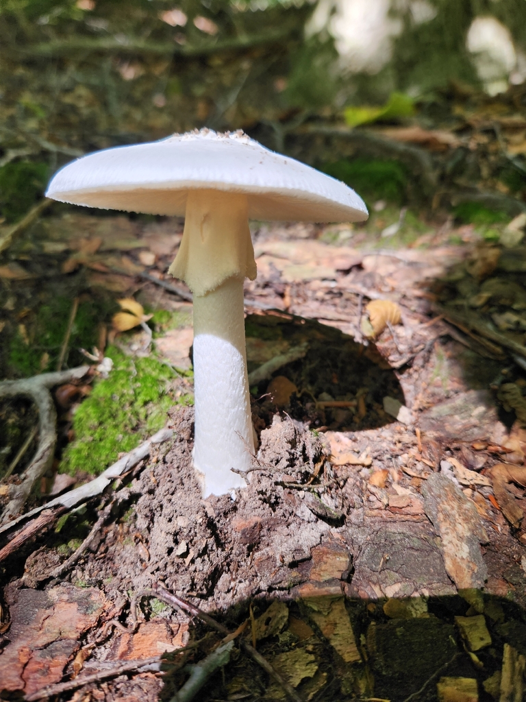 Eastern North American Destroying Angel · September 2026 · photo: Photo: (c) Judy Dobles, some rights reserved (CC BY) · iNaturalist