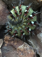 Vanessa virginiensis