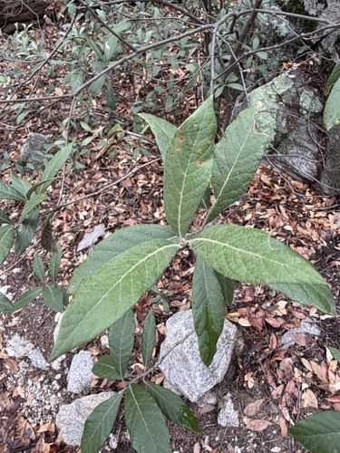 Quercus hypoleucoides, photograph 5