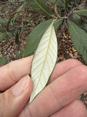 (c) Matt Berger, some rights reserved (CC BY) Quercus hypoleucoides, photograph (c) Matt Berger, some rights reserved (CC BY)