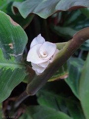 Goeppertia warszewiczii