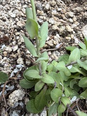 Noccaea fendleri