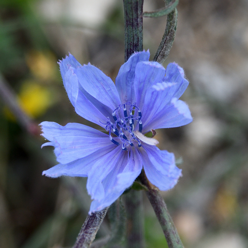 chicory