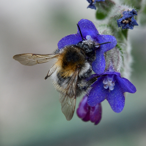 Common Carder Bumble Bee