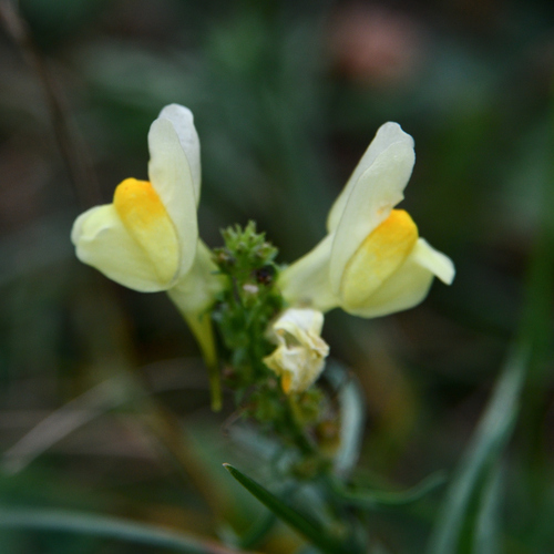 common toadflax