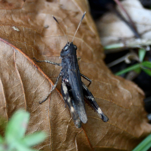 Rufous Grasshopper