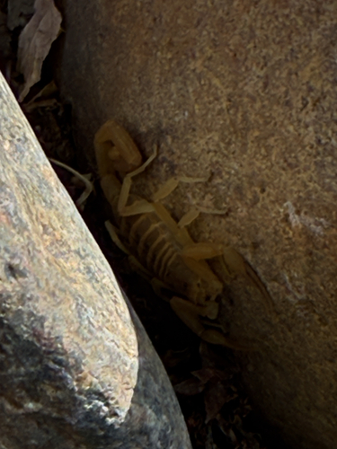 Bark Scorpions