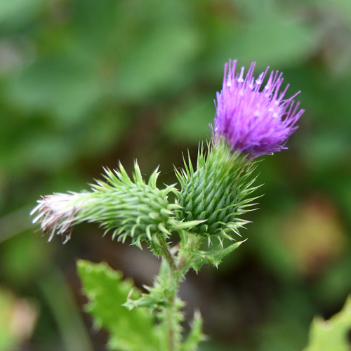Bull Thistle