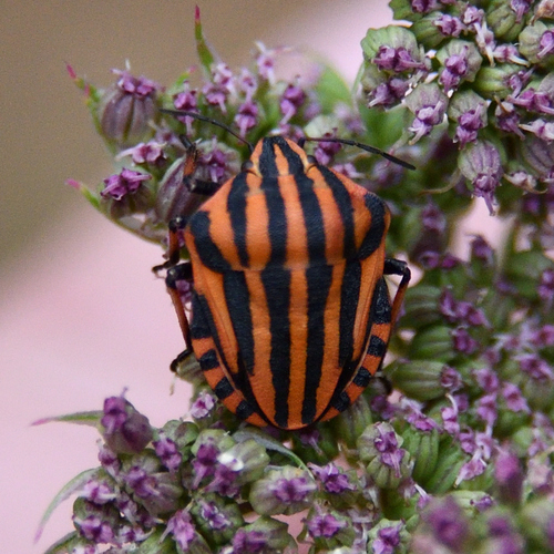 European Striped Shield Bug