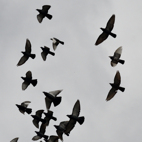 Feral Pigeon