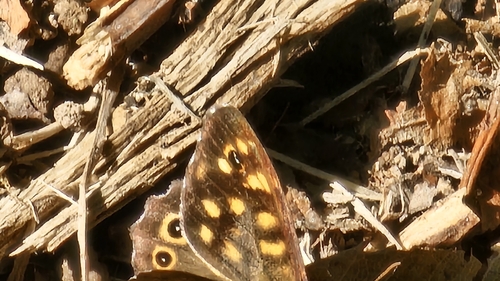Speckled Wood