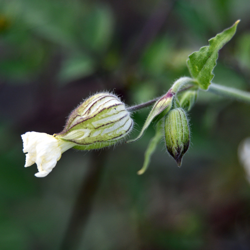 white campion