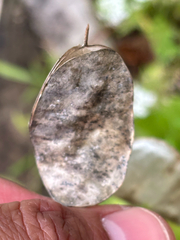 Lunaria annua, photograph (c) Jose Gutierrez Higa, some rights reserved (CC BY)