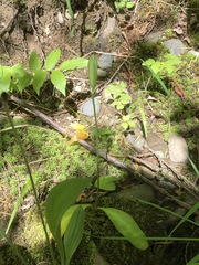 Erythronium revolutum