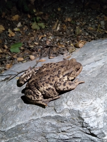 European Toad