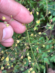 Thalictrum minus, photograph (c) Jose Gutierrez Higa, some rights reserved (CC BY)