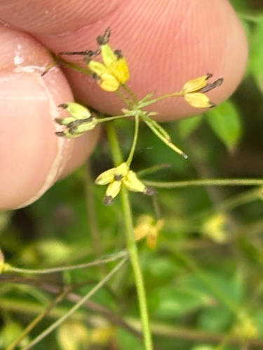 Thalictrum minus, photograph 6