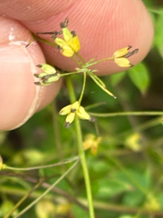 Thalictrum minus, photograph (c) Jose Gutierrez Higa, some rights reserved (CC BY)