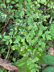 Thalictrum minus, photograph (c) Jose Gutierrez Higa, some rights reserved (CC BY)