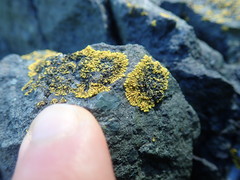 Polycauliona verruculifera