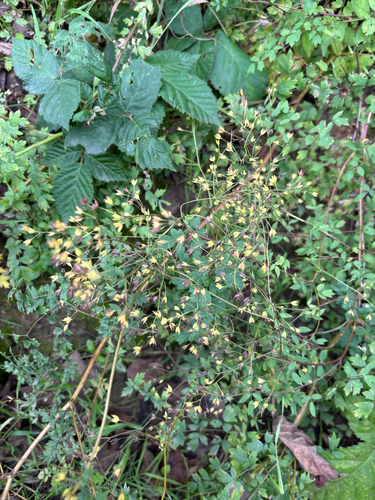 Thalictrum minus, photograph 3