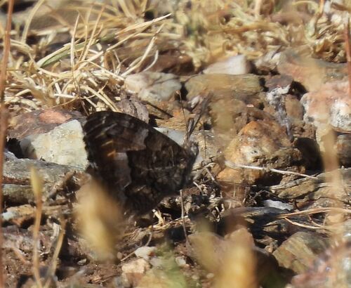 Southern Grayling