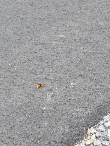 European Hornet