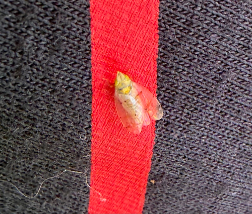 Japanese Maple Leafhopper