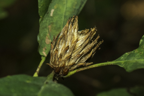 Oak Artichoke Gall Wasp