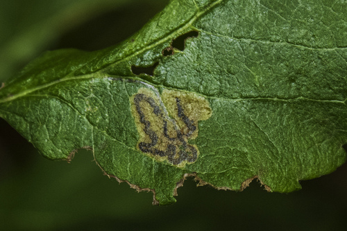 Common Fruit-tree Pigmy