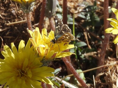 Corsican Red-underwing Skipper