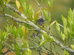 Spinus xanthogastrus