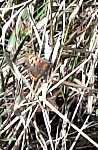 Small Copper