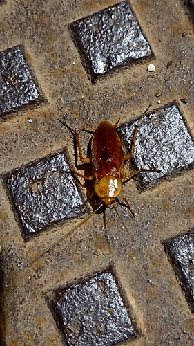 American Cockroach
