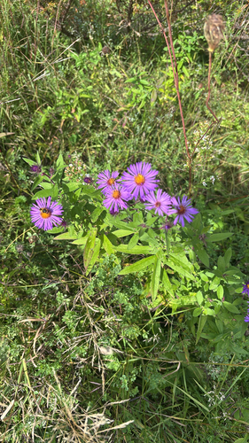 New England aster