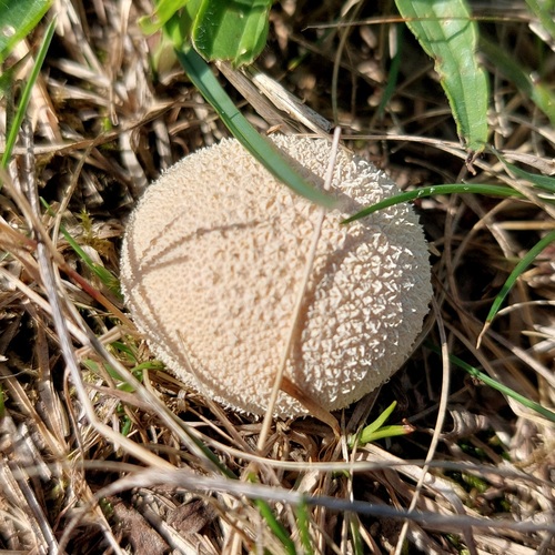 Meadow Puffball