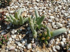 Mesembryanthemum digitatum