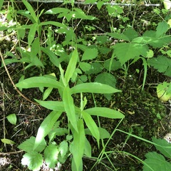 Lysimachia thyrsiflora