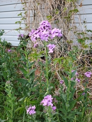 Hesperis matronalis