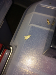 Maliattha concinnimacula