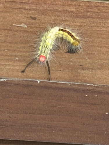White-marked Tussock Moth