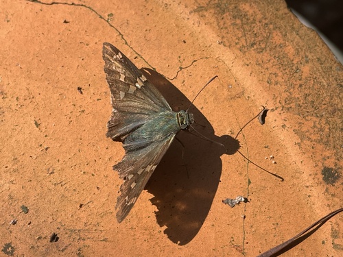 Long-tailed Skipper