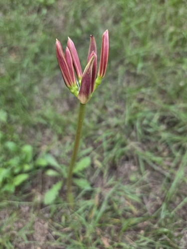 red spider lily