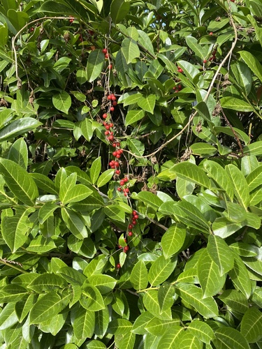Dioscorea communis, photograph 3