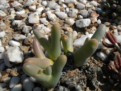 Mesembryanthemum digitatum