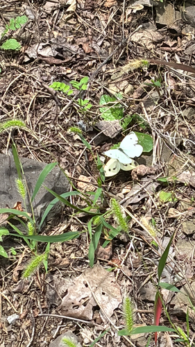 Small White