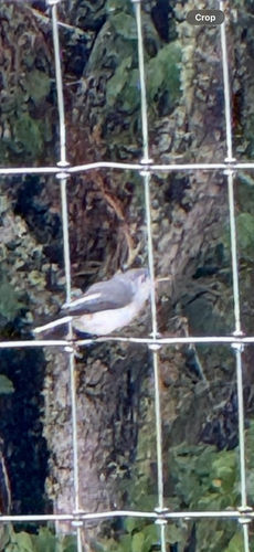 Blue-gray Gnatcatcher